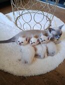 Tonkanesen Kitten reinrassig in 76709