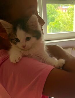 Wunderschöner Kuschelweicher Bkh Main coon Kater sehr anhänglich und langhaarig ab sofort - Gelsenkirchen Bismarck