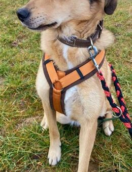 Die hübsche Meli sucht Ihre Menschen! - Beltheim