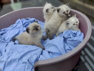 BKH Kitten mit Zubehör - Burscheid
