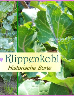 Klippenkohl, Samen, samenfestes Ur Gemüse,Alte Sorte, Rarität,Tulpenstolz,Helgoländer Wildkohl. - Hamburg