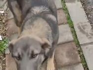 Sanfte Fibi❤ sucht liebevolles Zuhause - Seggebruch
