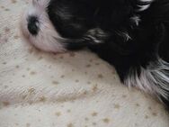 Malteser Shih Tzu Welpen - Algermissen