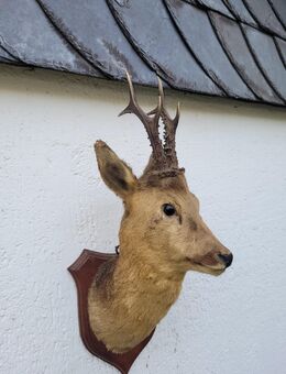 Nachlass Tiere Rehbock Bock Reh Tierpräparat - Duisburg