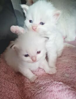 Bildschöne Angora Kitten - Gelsenkirchen