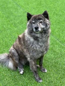 Hoban sucht ein Zuhause oder PS ♥ - Ebstorf (Klosterflecken)