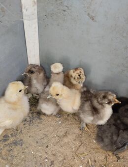 Seidenhuhn Küken - Hergisdorf