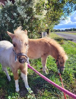 Mini Shetty Fohlen - Warmsen