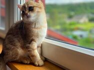 ✨Reinrassiger BKH Golden Tabby Kater – kleiner Herzensbrecher „Tango“ sucht seine Traumfamilie!✨ - Oberbillig