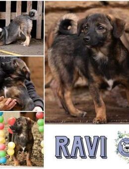 RAVI * hinreißender Prinz vom Hof - Duisburg