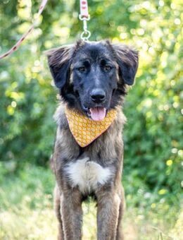 Piroska, intelligentes Hundemädchen, 1J - Vaterstetten