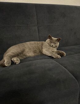 Reinrassige British Shorthair Katze (7 Monate) – geimpft & entwurmt, nicht sterilisiert - Gelsenkirchen