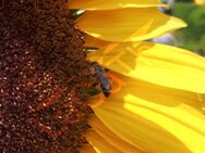 Gartensonnenblumen Sonnenblumensamen Sonnenblume Sonnenblumenfeld Samen Saatgut insektenfreunlich Pollen Bienen große gelbe Blüten - Pfedelbach