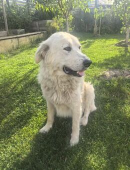 Herby sucht aktive erfahrene Familie - Laufen