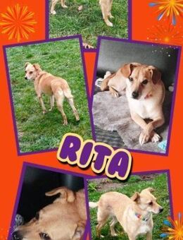 liebe Hündin Rita auf Pflegestelle - Nürnberg