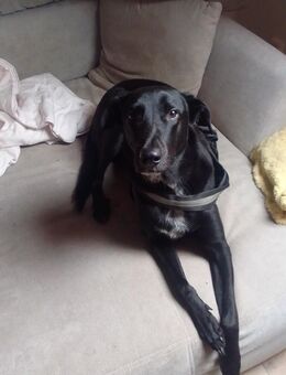 Malinoi-mix zu verkaufen - Greiz