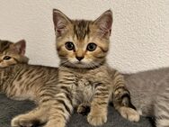 BKH Kitten Kätzchen Baby Katzen - Däniken SO