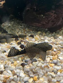 junge Antennenwelse - Heidenheim (Brenz)