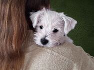 West Highland White Terrier (Westie) - Buch SH