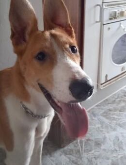 Rio - Träumt vom liebevollen Zuhause - Bad Camberg