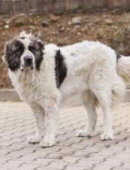 Gracie sucht ein großes Körbchen - München
