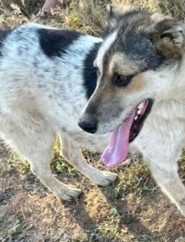 VALENTIN - mit riesigen Herzen - Weilheim (Oberbayern)