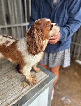 Jackson, lieber Cavalier King Charles Rü - Remagen