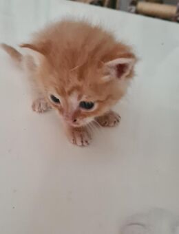 Little Browny sucht ein neues Zuhause - Iserlohn