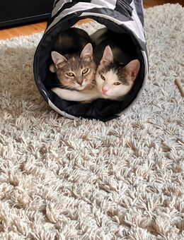 Kitten Katzenbaby Katze aus dem Tierschutz - Stuttgart