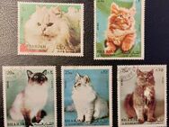 5 Briefmarken Vereinigte Arabische Emirate, SHARJAH, Katzen, verm.1978, gestempelt - Leverkusen