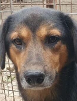 CHRIS-wunderschöner Tricolor-Rüde,45cm - Rösrath