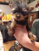 Yorkshire welben in Liebe volle Hände abzugeben in 92277