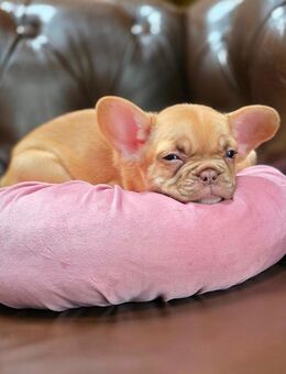 Orange Isabella & Isabella Welpen Französische Bulldoggen Himmlisch - Thaleischweiler-Fröschen