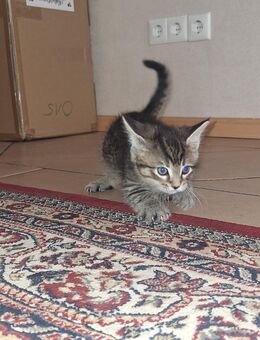 Kitten suchen neues Zuhause - Essen