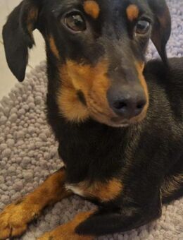 Süße und liebe Dackeline sucht dich! - Mannheim