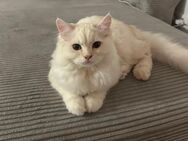BKH Langhaar Kitten - Neckarsulm