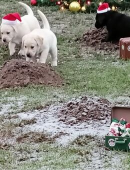 Typvolle Labrador Welpen - Berlin Marzahn-Hellersdorf