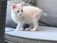 12 Wochen alte Kitten - Eschweiler