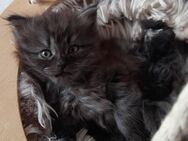 Sibirientaigas-über 25 Jahre Sibirische Katzen - Heusweiler