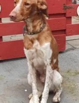 MOSES - aus schlimmster Haltung..... - Kempen