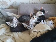 Katzenbabys 2 Mädchen 1 Junge - Bad Gottleuba-Berggießhübel Bad Gottleuba