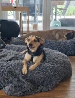 Szemi wartet auf sein Glück - Nordwalde