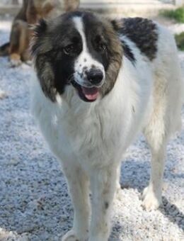 Marla, geb. ca. 06/2020, GRIECHENLAND - Markdorf