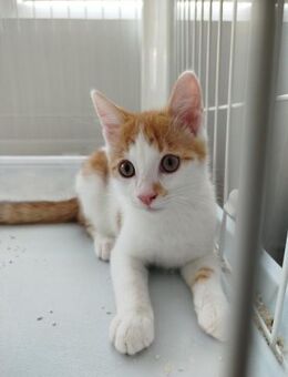 🐾Verspielter Toro sucht Liebe🐾 - Eislingen (Fils)