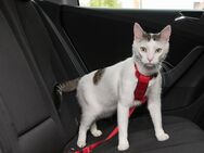 Trixie Auto-Geschirr für Katzen - rot