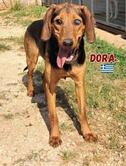 Dringend - Dora braucht ein zu Hause - Heppenheim (Bergstraße)
