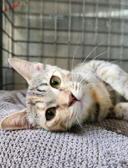 Maddie; sucht Liebe und Geborgenheit - Geilenkirchen