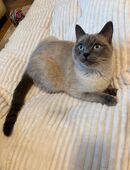 Reinrassige Siam-Thaikatze in 30952