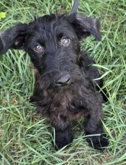 Neal - kleiner Kämpfer - Süderbrarup