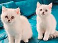 Zwei BKH Kitten mit blauen Augen weiblich in 72379